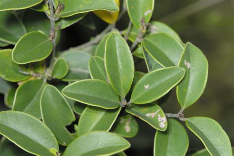 卵葉女貞|卵葉女貞 (Ligustrum ovalifolium)